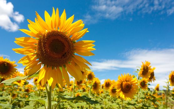 field of sunflowers under a July sun