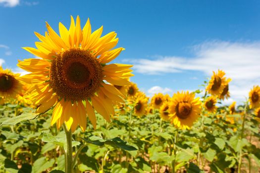 field of sunflowers under a July sun