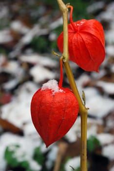 Orange Physalis Flower in Late Autumn with Blured Background