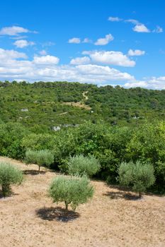 Landscape of Provence in South of France with olive trees