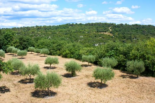 Landscape of Provence in South of France with olive trees