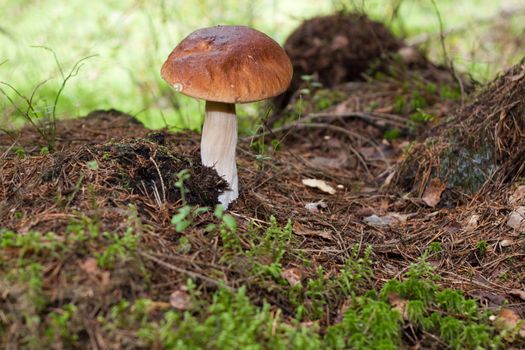 We see Cep or Penny Bun on the ground in forest