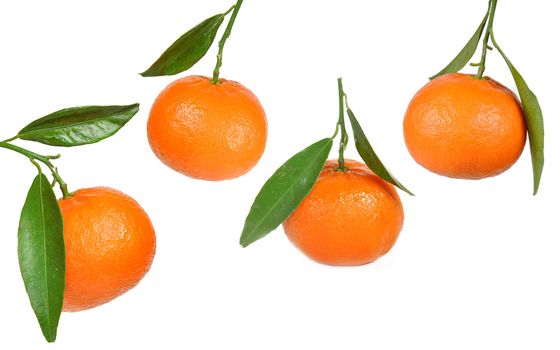 fresh tangerine fruits with green leaves on white background