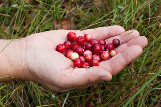 We see fresh cranberries isolated in human hand
