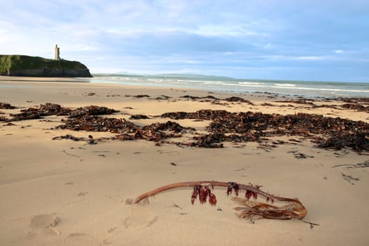 a view of the beach in ballybunion co kerry ireland with abundance of seaweed after a storm
