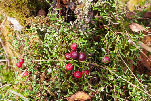 We see fresh cranberries on the ground in forest
