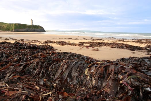 a view of the beach in ballybunion co kerry ireland with abundance of seaweed after a storm