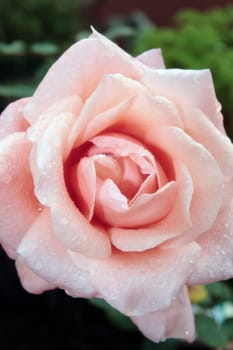 a close up of a beautiful red rose