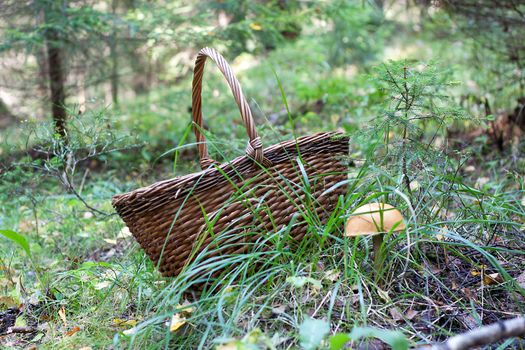 We see Penny Bun with wooden basket on the ground in forest