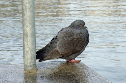 Grey pigeon standing on a wall next to a metallic pilone and with water in background