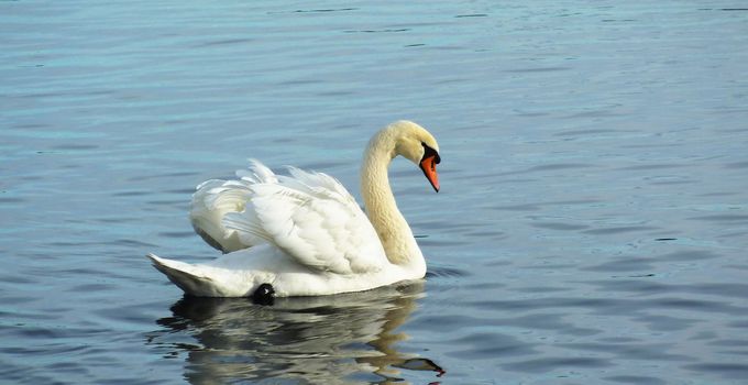 White swan floating on the water with its wings open