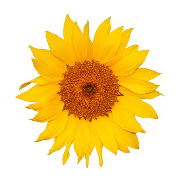 Colorful single sunflower isolated on white background.
