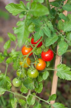Cluster of cherry tomatoes on the branch