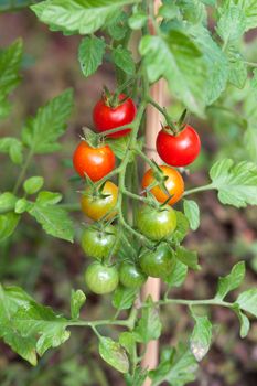 Cluster of cherry tomatoes on the branch