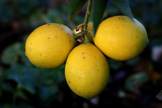 Four lemons on a branch under natural conditions.