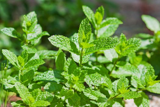 Fresh mint leaves, in branch