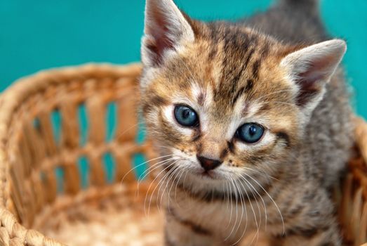 adorable baby cat in basket over green background