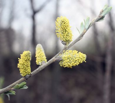 Branch of a willow with yellow fluffy flowers.