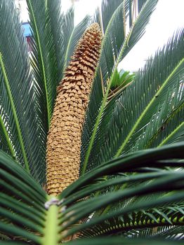 Blooming sago cycas                                  