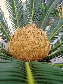 Blooming sago cycas                                  