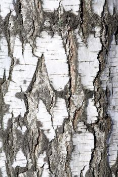 Extreme closeup of old birch bark textured. Nice background