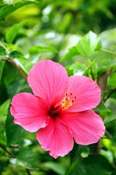 Red tropical hibiscus in bloom