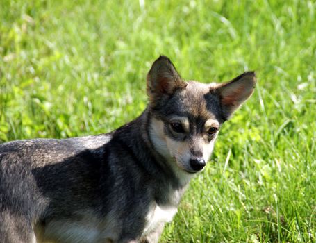 The puppy on a background of a green grass