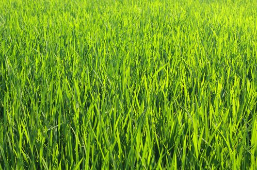 lush green young paddy background