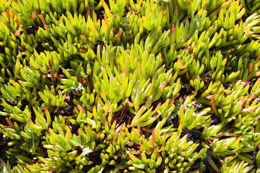 Closeup Detail of a Green Outdoor Plant