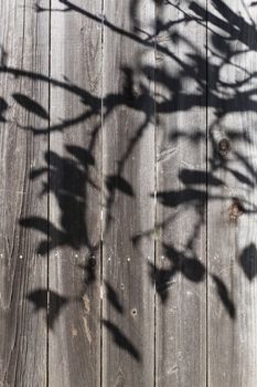 Backyard Wooden Fence With Shadow Across it of Branch With Leaves