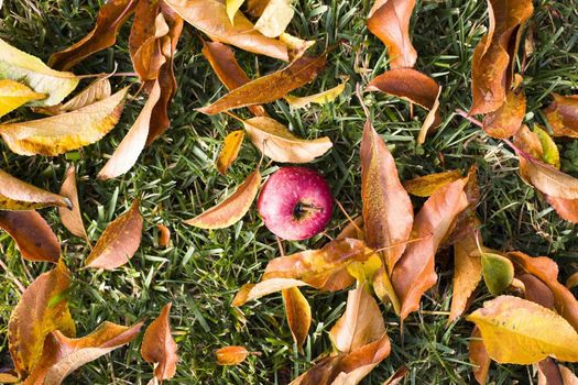 Closeup of One Apple and Several Autumn Leaves on Grass