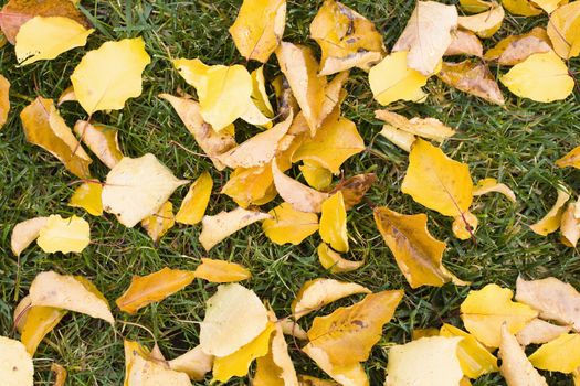 Fallen Yellow Autumn Leaves Lying on the Grass