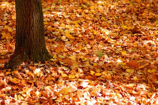 autumn in the forest with golden leaves on trees