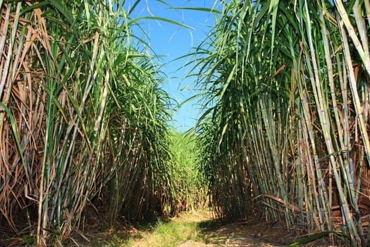 Path between sugar cane field