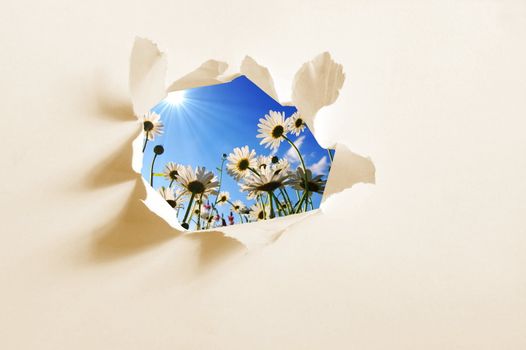 flower behind hole in blank paper showing freedom