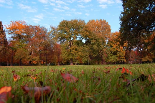 autumn in the forest with green trees under blue sky and golden leaves.