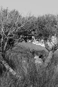 scenic view in kerry ireland of sheep among trees with mountains in black and white
