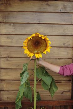 a tall ripe sunflower held up by hand against a wood background