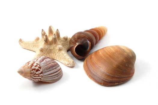 Some shells from the ocean isolated on white background