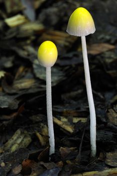 Macrophotograph of two small toadstools (unknown species) growing out of dead leaves on the forest floor. Focus on the larger one to the right.