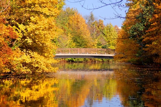 autumn in the forest with green trees under blue sky and golden leaves.