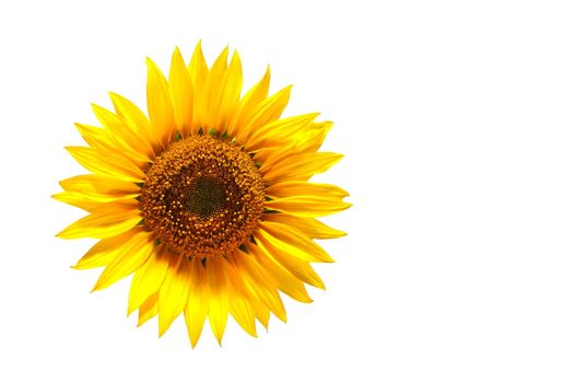 background with sunflower for happy summer or springtime