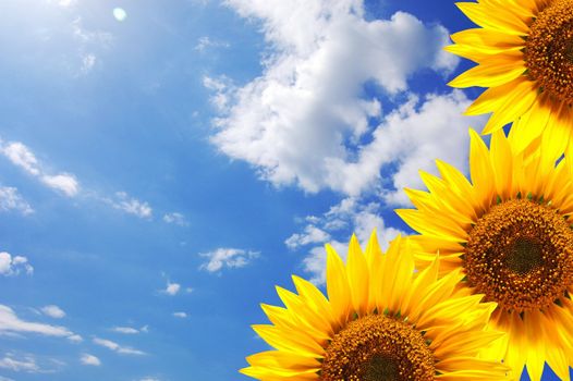 blue sky and sunflower showing summer concept