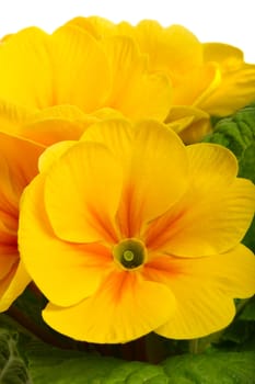 Flowers of yellow begonia. Macro