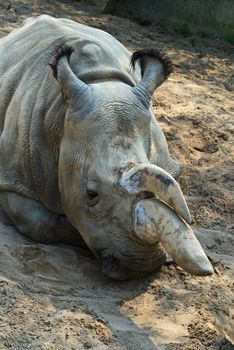 Two-horned rhinoceros at Zoo Dvur Kralove in Eastern Bohemia, Czech Republic