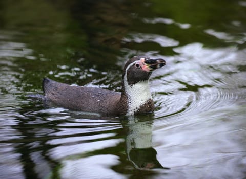 Floating Humboldt Penguin (Spheniscus humboldti). Prague Zoo. Czech Republic