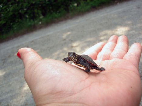 a baby turtle is found next to a body of water in the spring