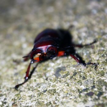 a big shiny beetle hangs out on the sidewalk on a hot summer night
