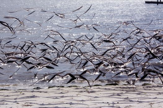 birds flying over the gulf coast in cedar key florida