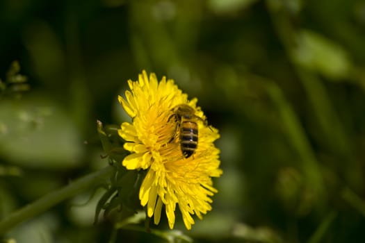 A honeybee diligently searches for food on a dandelion.